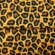 BAUMWOLLE JERSEY STOFF-Stenzo "Leopard"